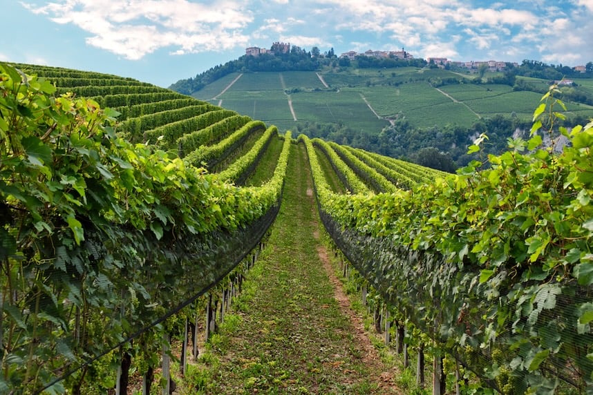 Alla scoperta dei migliori vini piemontesi: rossi, bianchi e bollicine